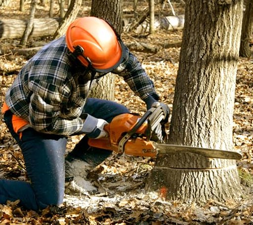 Tree Removal in South Glastonbury, CT